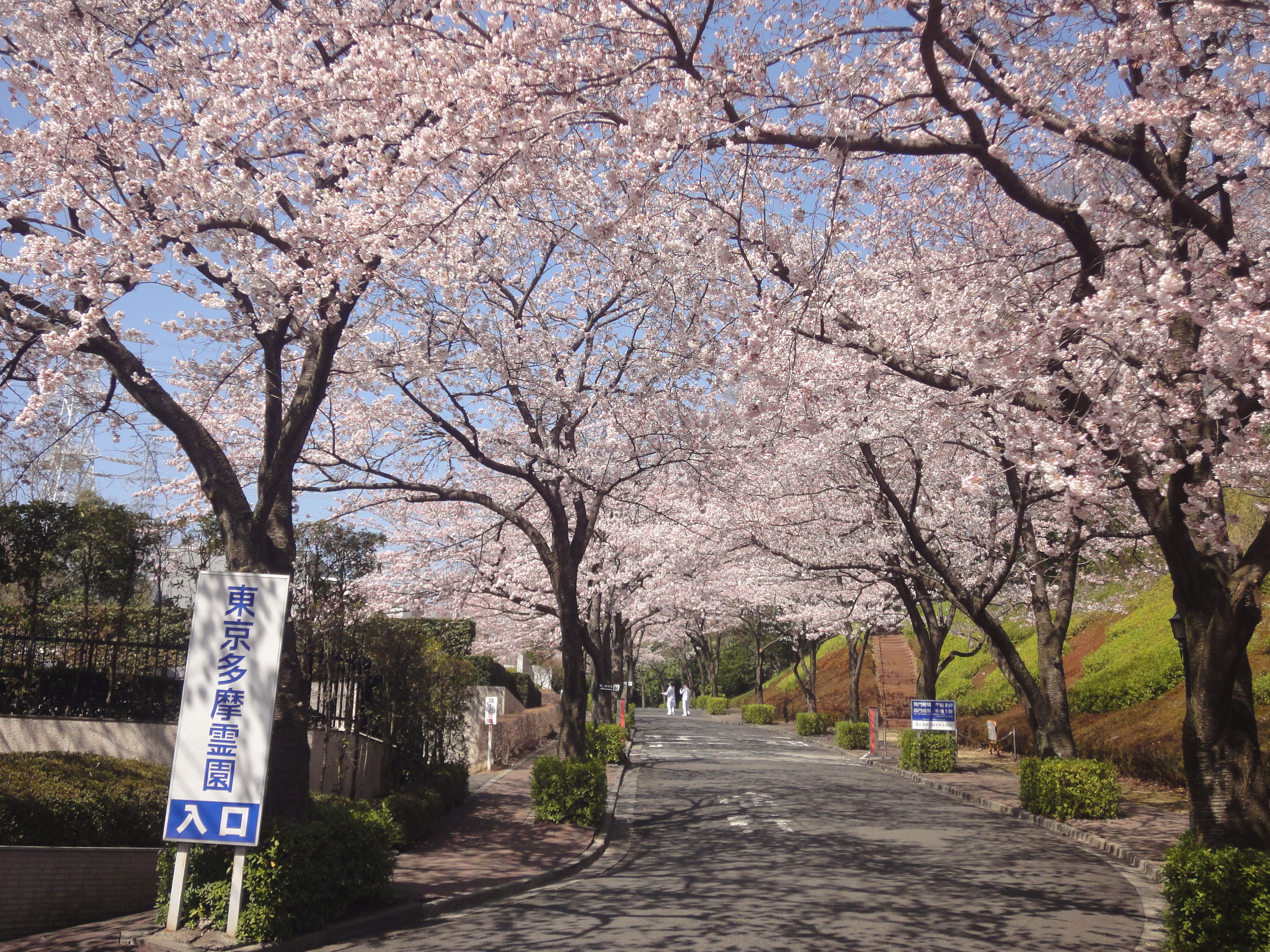 園内　桜の開花情報（4月1日現在）