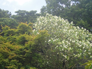 夾竹桃（きょうちくとう）の白い花