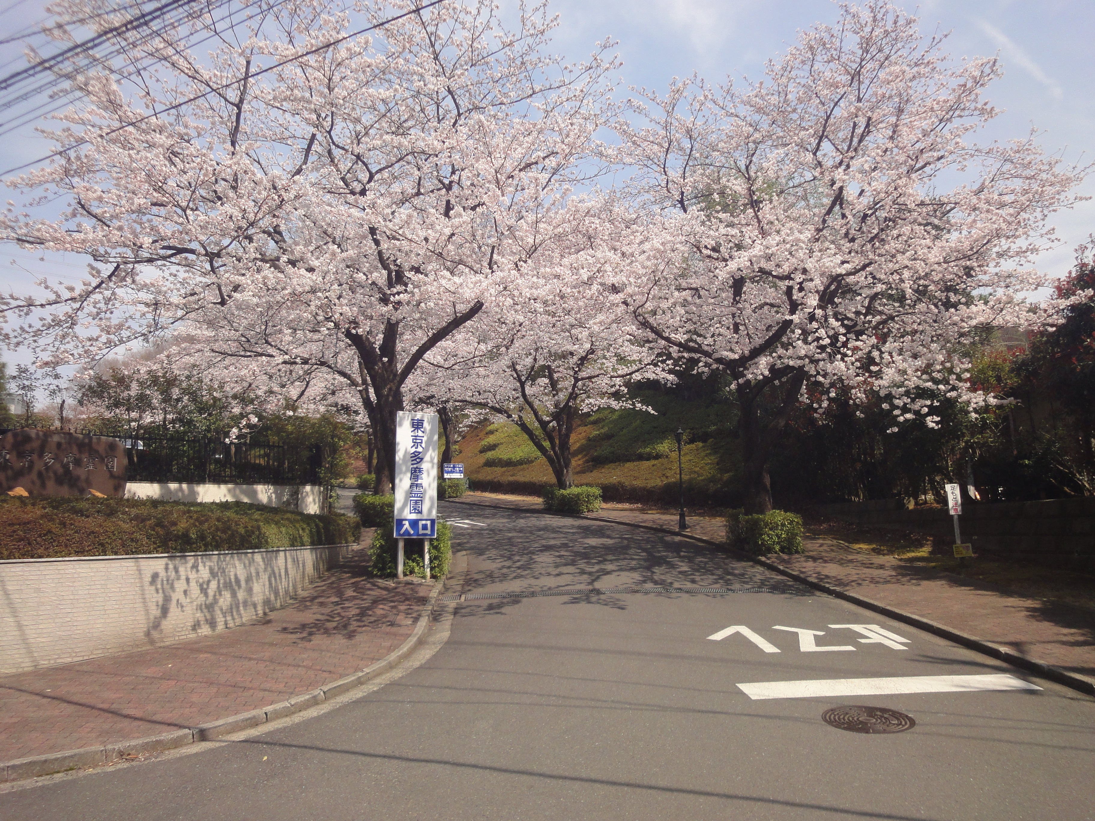 入り口からの桜並木