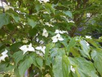 お参りの方「いつお参りにきても気持ちいいです」