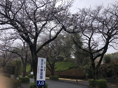 ２０２６桜開花情報と管理料お支払のご注意について